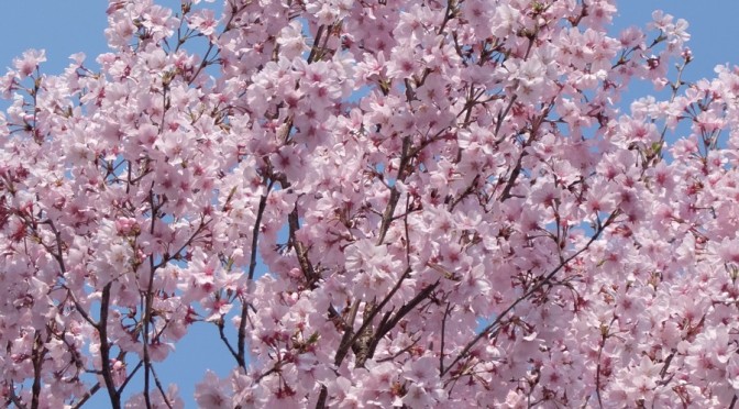 桜満開へ