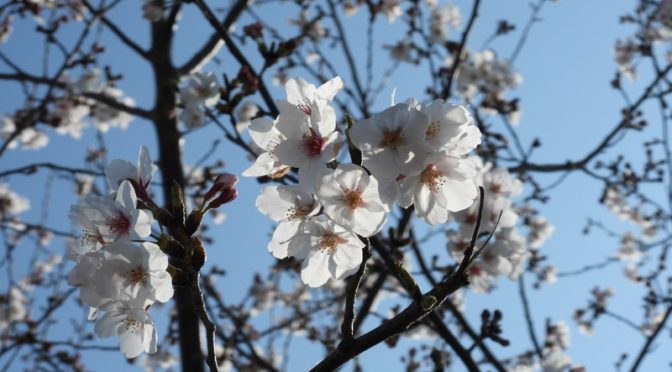 この春撮影した桜を一気に紹介します。