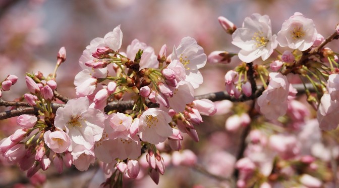 日本人の心、桜