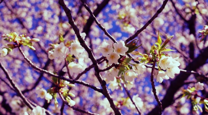 八重桜の季節になりました。