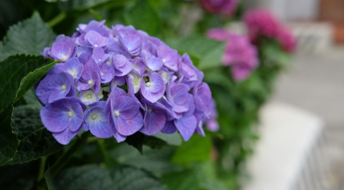 白山神社の紫陽花です。